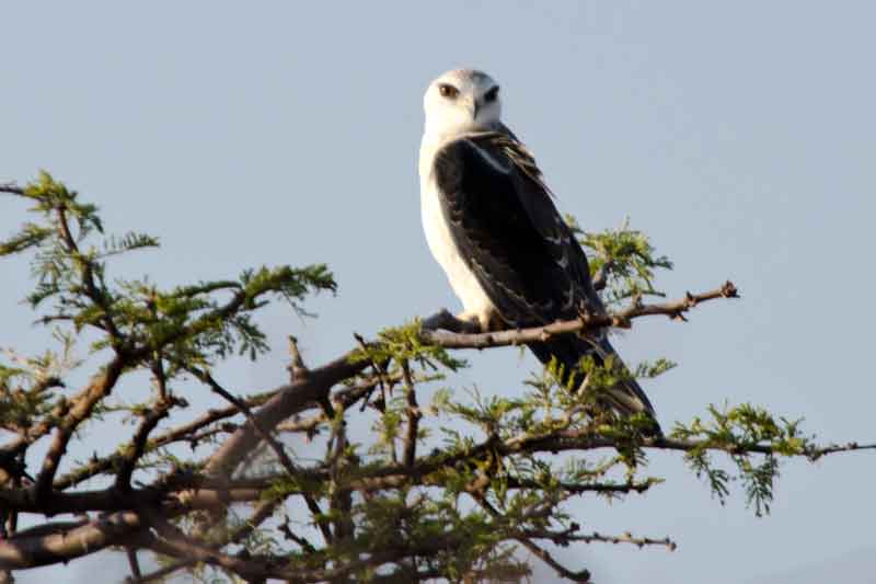 Dickinson's Kestrel - parque nacional de Etosha - Namibia 1.jpg